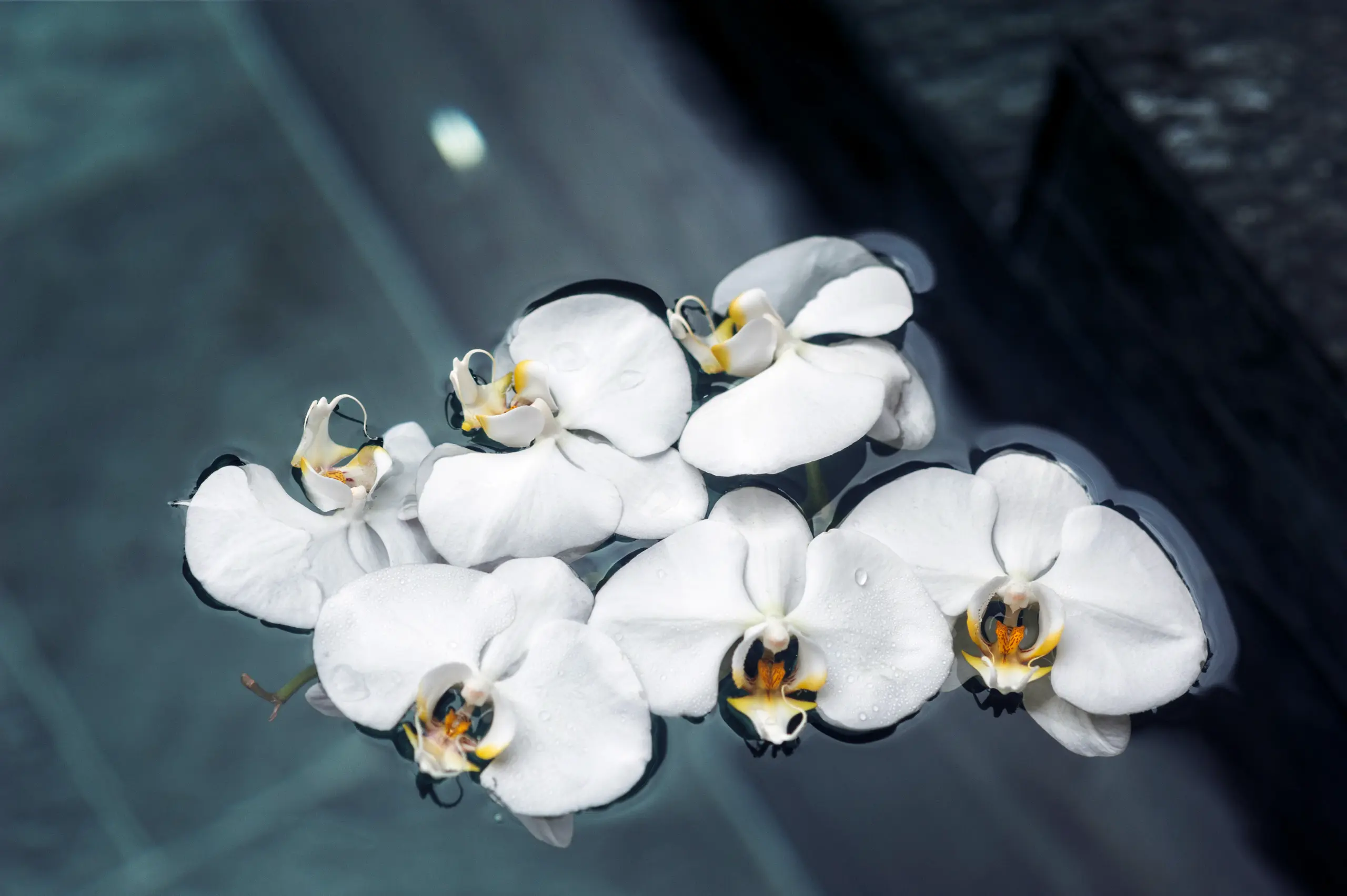 La Biosthetique Spa 5